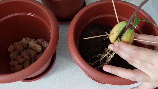 Авокадо пересаживаем в горшки)) смотреть онлайн