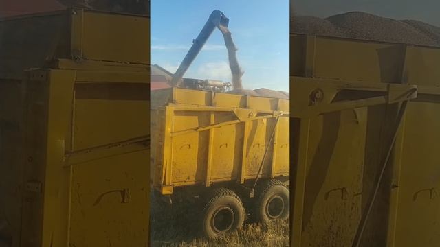 уборка пшеницы смотреть онлайн