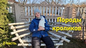 Породы кроликов. 2 часть.