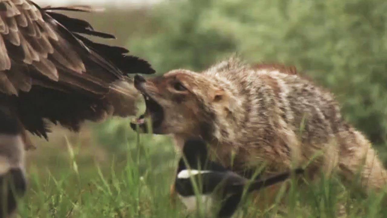 Обыкновенный шакал – злобный и хитрый воришка! Самый приспособленный хищник! смотреть онлайн