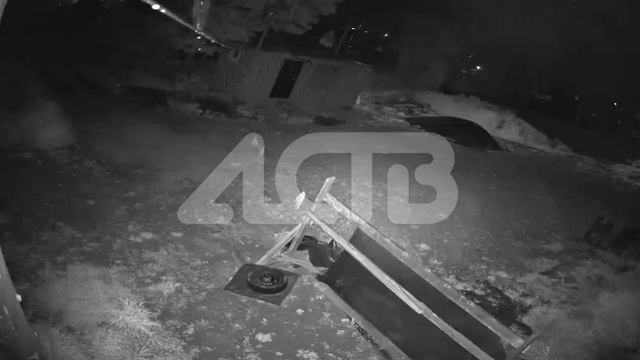 Медведица с тремя медвежатами гуляет по дачам в Троицком смотреть онлайн