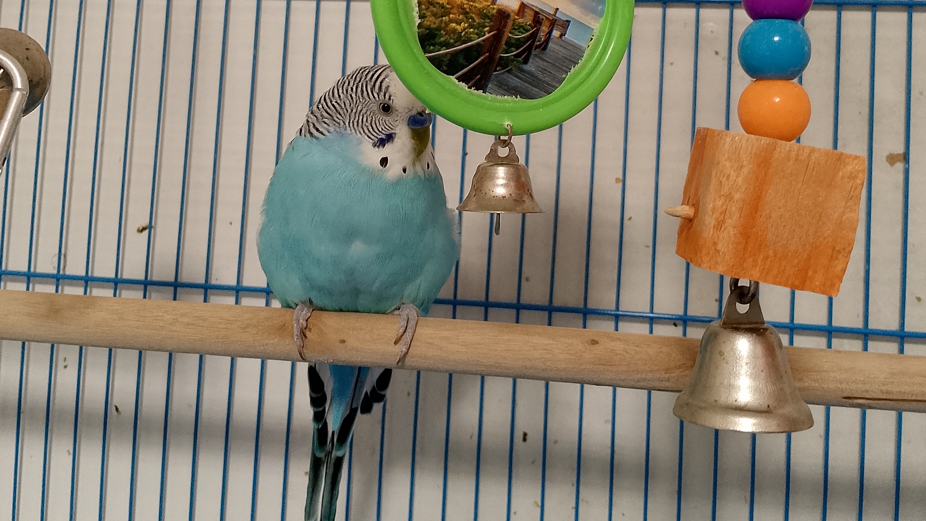 Live: Bella kid Izabella