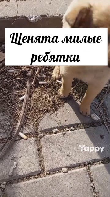 #домашниеживотные #домашнийпитомец #животные #коты #лучшийдруг #моясобака #смешныеживотные #собака #