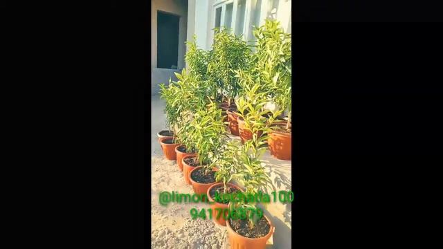 Mandarin koʻchatlarimiz 100% ishonchli Oʻzbekiston boʻylab dastavka hizmati kelishilgan holatda смотреть онлайн