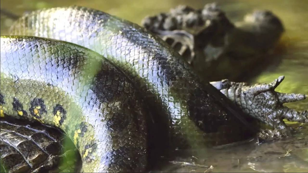 Гигантская анаконда: мастер маскировки, огромный и невероятно сильный охотник! Самая тяжелая змея! смотреть онлайн