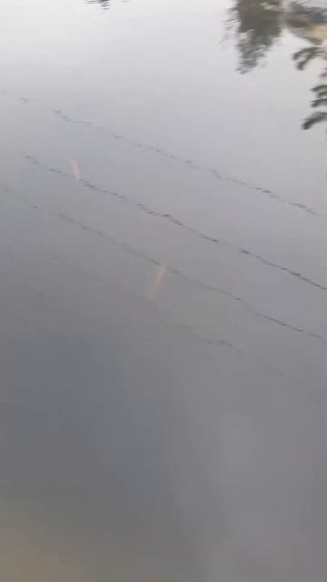 Гибель Осетра по непонятным причинам смотреть онлайн