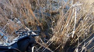 Рыбалка с рогаткой в камышах