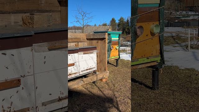 22 марта. Пчёлки почувствовали солнце. смотреть онлайн