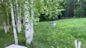 Заброшенная пасека