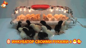 Инкубатор своими руками из подручных материалов и результат инкубации🥚🐣🐤 вариант (4)