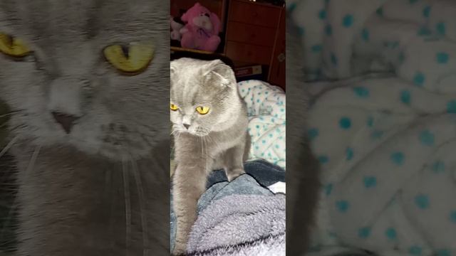 кошечка убирает все плохие мысли чистка энергетики asmr