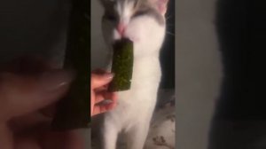 смешные котики