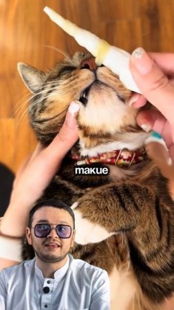 Три вещи, которые нельзя делать при насморке у кошки