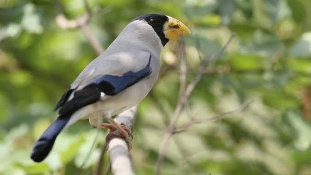 O canto do bico grossudo japonês (Eophona personata ) смотреть онлайн