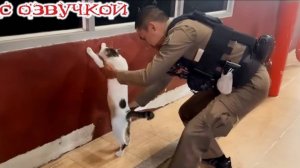 Приколы с котами! С ОЗВУЧКОЙ! Смешные коты 2025 !Самые смешные животные УГАР!!