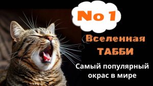 Вселенная табби.Самый популярный окрас в мире.