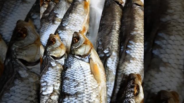 Встретили небольшую партию Колымского Чебака. чебак