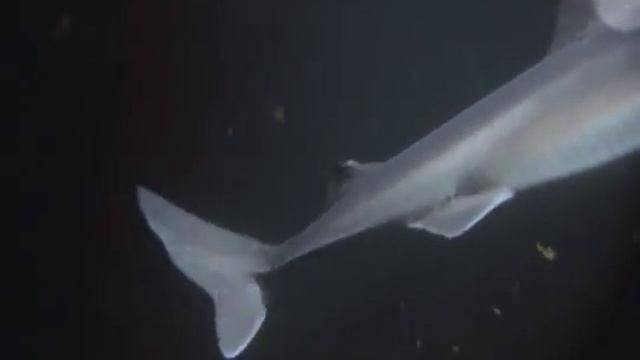 National Geographic Learning Octo. vs Shark! смотреть онлайн