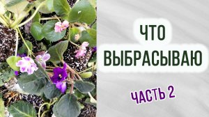 Что я выбрасываю? Какие цветы  выбрасываю. Брак. Фиалки. Глоксинии. Стрептокарпусы. Часть 2.