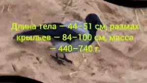 Серая ворона