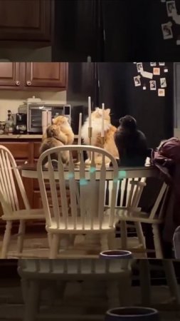 Котосекта)))