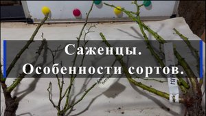 Саженцы. Особенности сортов.