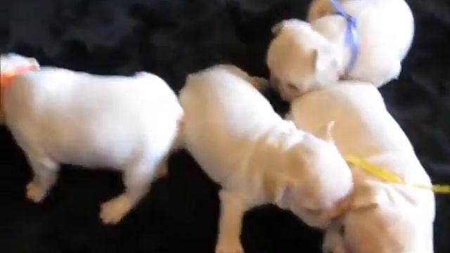 Diva puppies 4 26 2016 смотреть онлайн