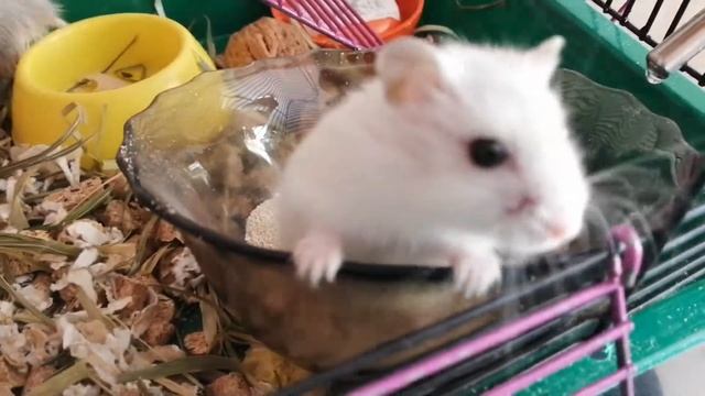 Купание хомячков а пруду песочном вулканический песок