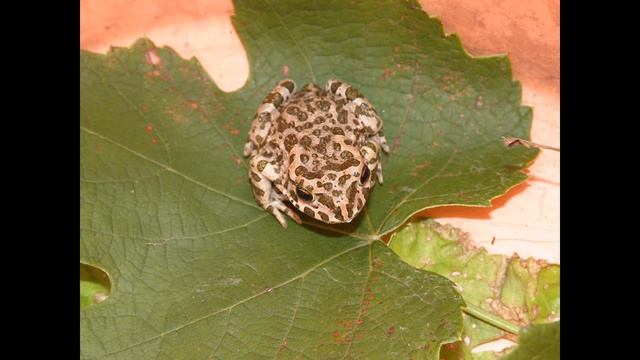 New Project смотреть онлайн