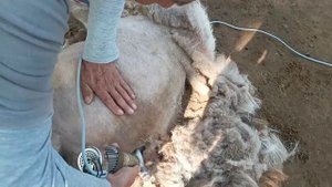 Куй жунини олиш жараёни(2)
