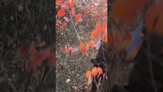 24 октября 2017 г. смотреть онлайн