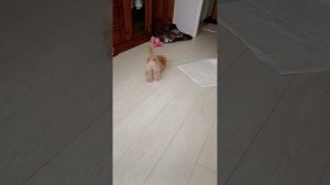 ЛЮБИМКА-ЖУЖА🐩🌟