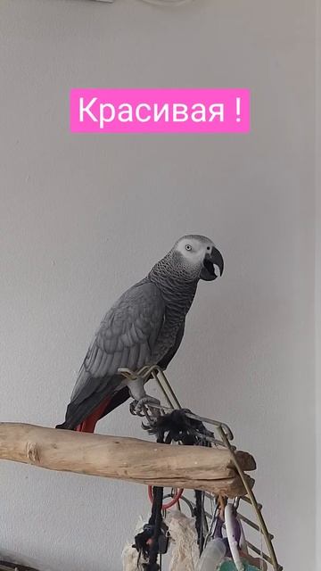 Эврика попугай. Самый короткий мастер пикап смотреть онлайн