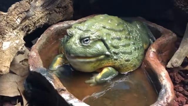 Rana Todo (Pyxicephalus adspersus) смотреть онлайн