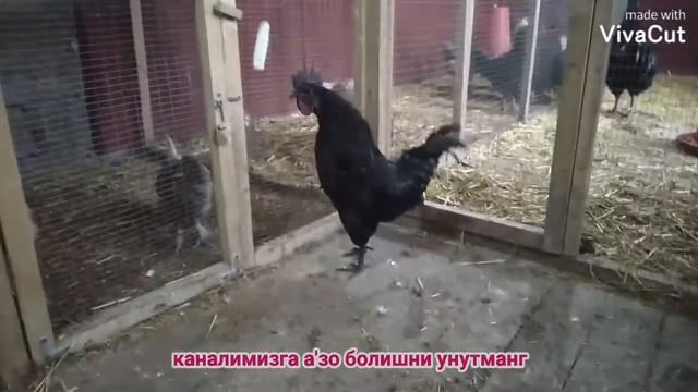 аям цеманиayam semani xorozi sotuvda