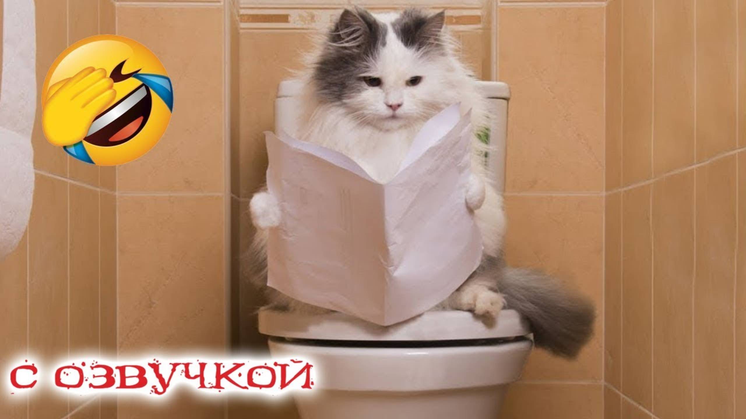 ПРИКОЛЫ С КОТАМИ! Самая смешная озвучка животных! РЖАКА ДО СЛЁЗ!