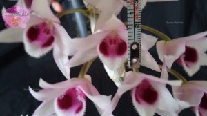 Dendrobium parishii var. semi alba (990) orchid