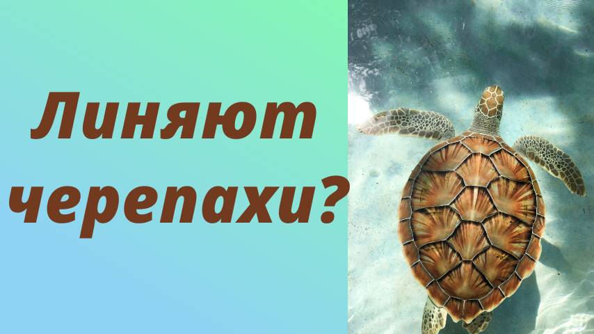 Линька у черепах