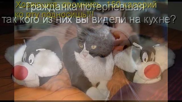 Смеемся над кошками