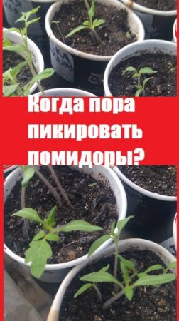 Помидоры ДАЛИ ПЕРВЫЕ НАСТОЯЩИЕ ЛИСТЬЯ, пора их пикировать!