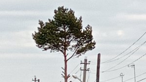 просто стрим