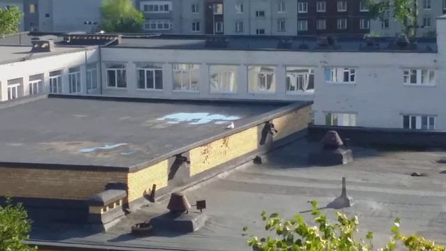 Ждет с птенцами встречи чайка
