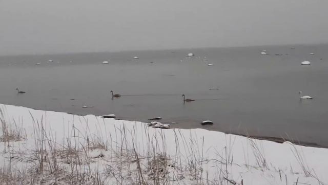 Семейство лебедей на море смотреть онлайн