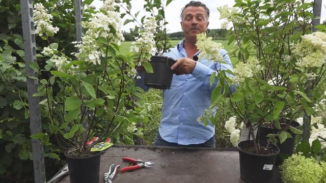 Welke soorten pluimhortensia zijn er?  Alles over de Hortensia  Tuinmanieren