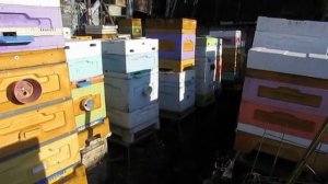 как улучшить весеннее развитие пчел - часть 1 , про сетчатое дно , 24.03.2025