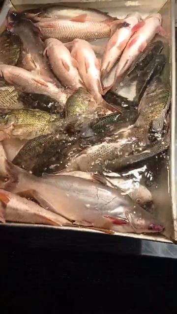 #shorts #bigfish #fish #fishing #viral #subhanallah #ytshorts #fishingvideo #hasbirabbi