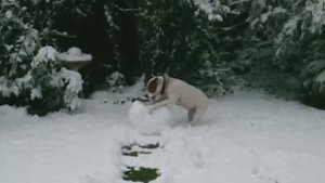 😂 Улетные реакции животных на безумную погоду! 🌪️🐶🐱