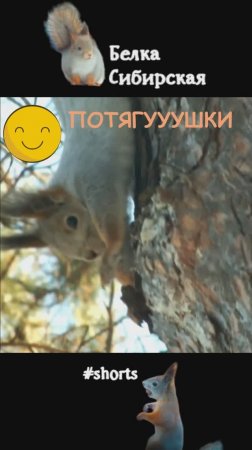 Белочка и ее потягушки