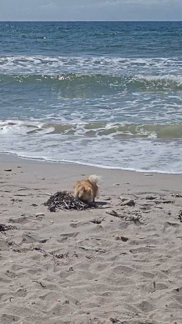 Собака на море смотреть онлайн