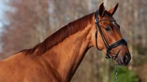 Merlot VDL x Santano